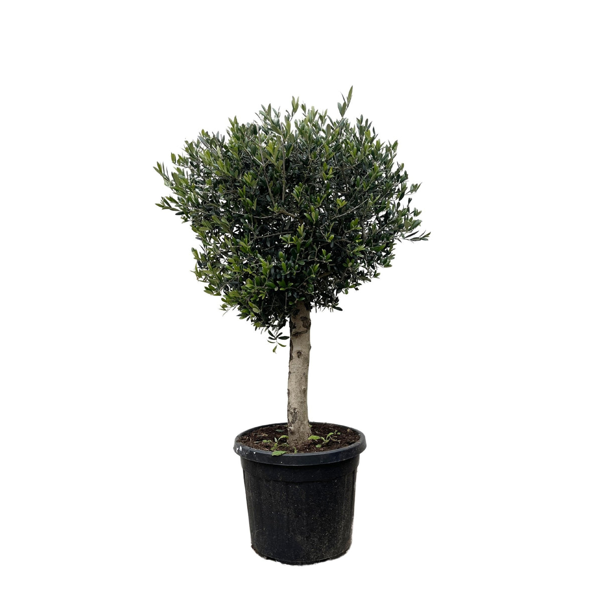 Olea Europaea Lorc - 180 cm - Forestbloom