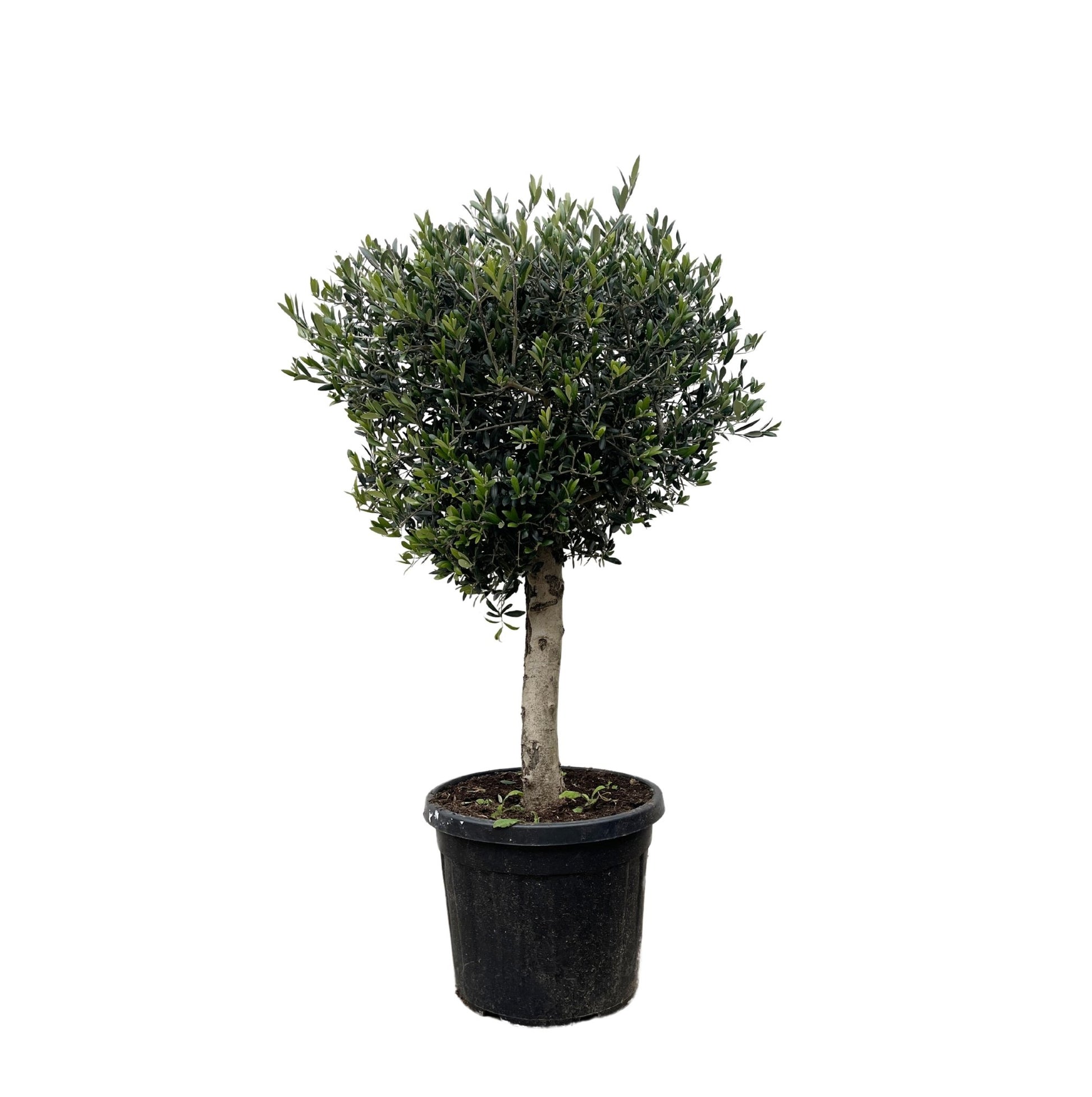 Olea Europaea Lorc - 180 cm - Forestbloom