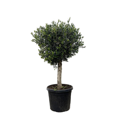 Olea Europaea Lorc - 180 cm - Forestbloom