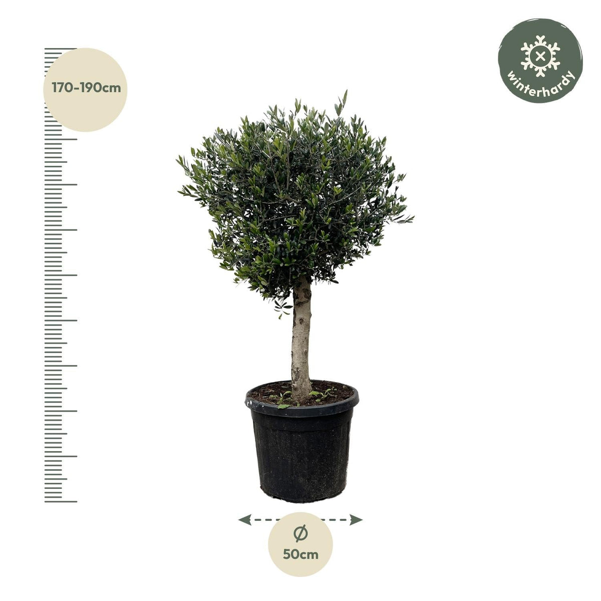 Olea Europaea Lorc - 180 cm - Forestbloom