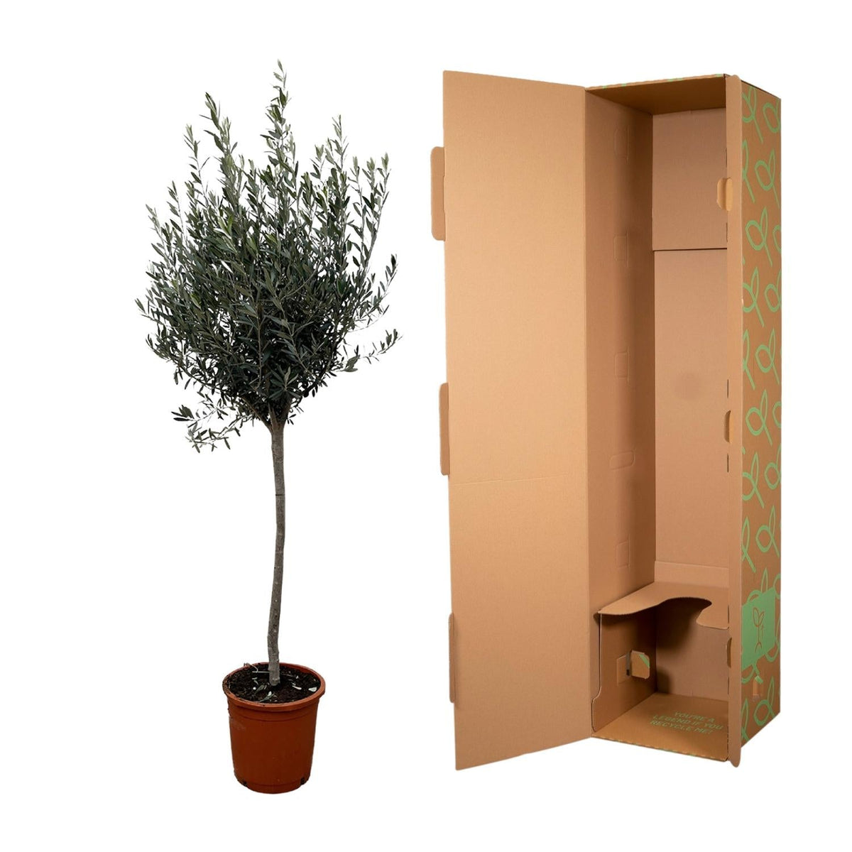 Olea Europaea op stam - 160 cm - Forestbloom