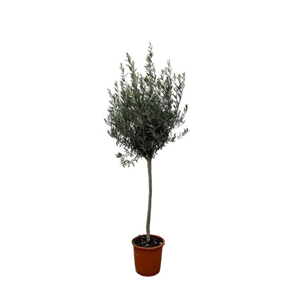 Olea Europaea op stam - 160 cm - Forestbloom