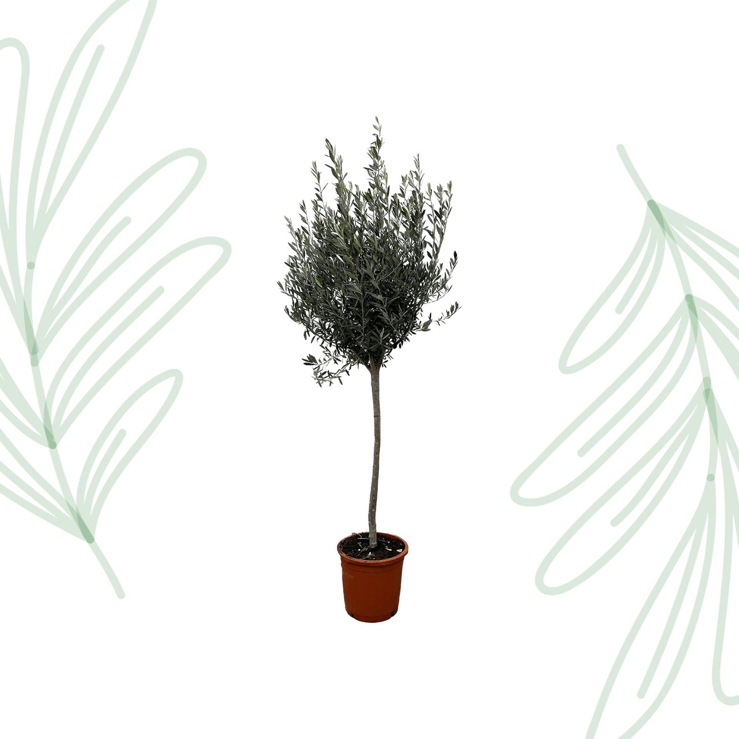 Olea Europaea op stam - 160 cm - Forestbloom