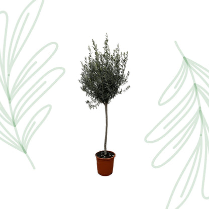 Olea Europaea op stam - 160 cm - Forestbloom