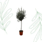 Olea Europaea op stam - 160 cm - Forestbloom