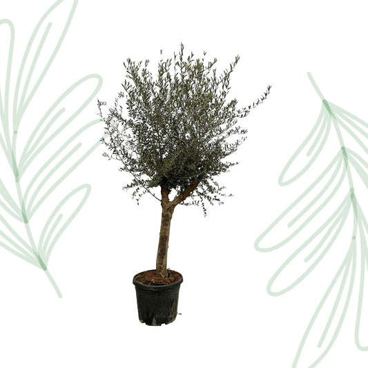 Olea Lorc - 200 cm - Forestbloom