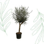 Olea Lorc - 200 cm - Forestbloom