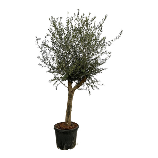 Olea Lorc - 200 cm - Forestbloom