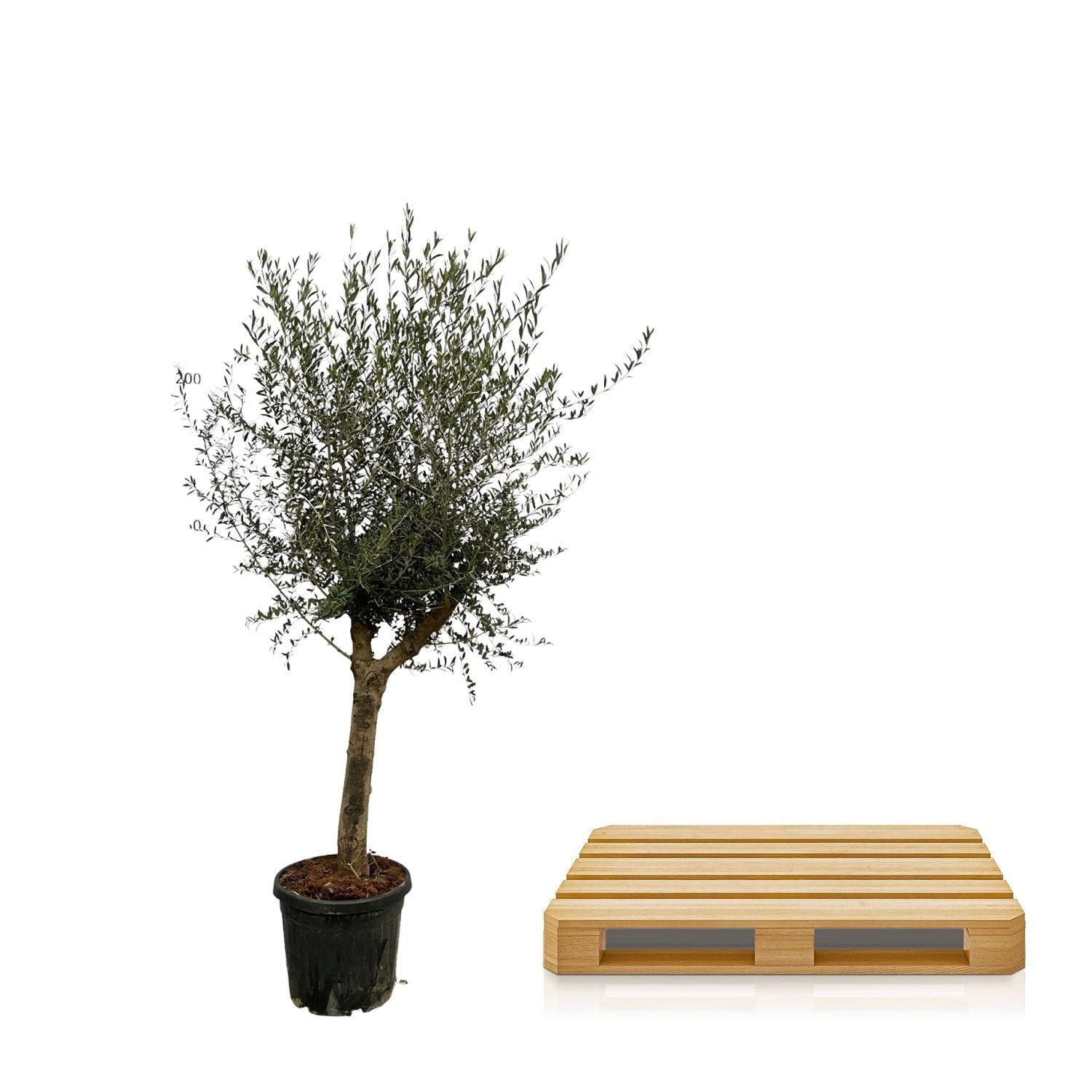 Olea Lorc - 200 cm - Forestbloom