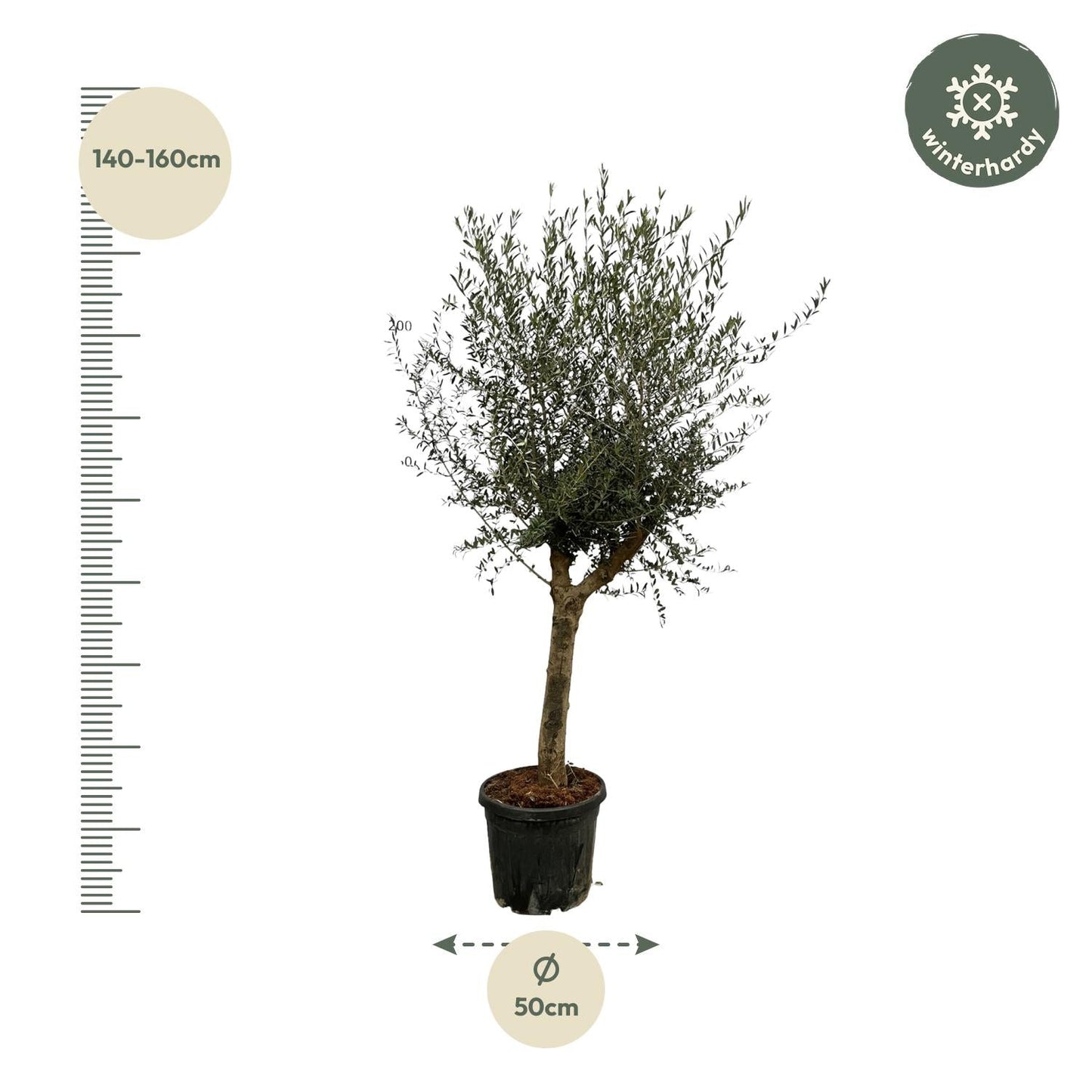 Olea Lorc - 200 cm - Forestbloom