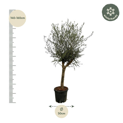 Olea Lorc - 200 cm - Forestbloom
