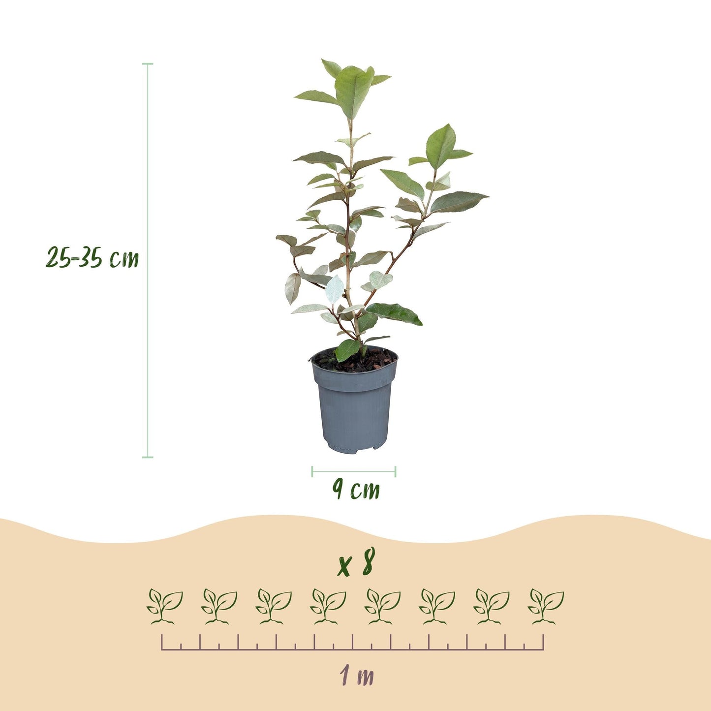 Olijfwilg - 8x Elaegnus ebbingei Compacta - Forestbloom