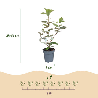 Olijfwilg - 8x Elaegnus ebbingei Compacta - Forestbloom