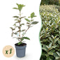 Olijfwilg - 8x Elaegnus ebbingei Compacta - Forestbloom