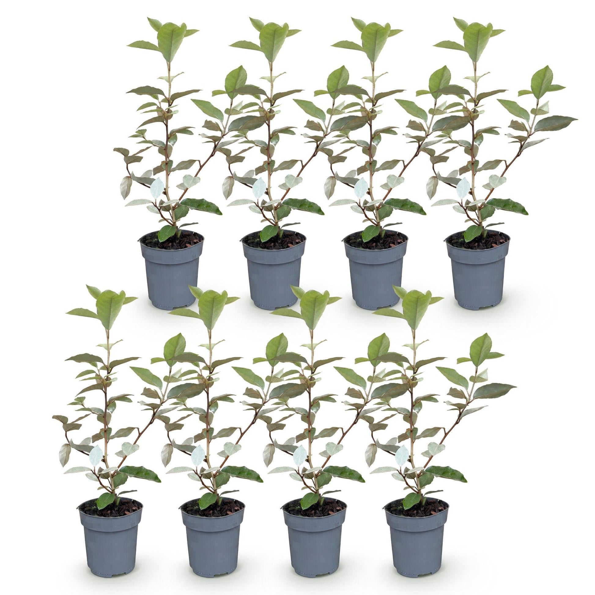 Olijfwilg - 8x Elaegnus ebbingei Compacta - Forestbloom