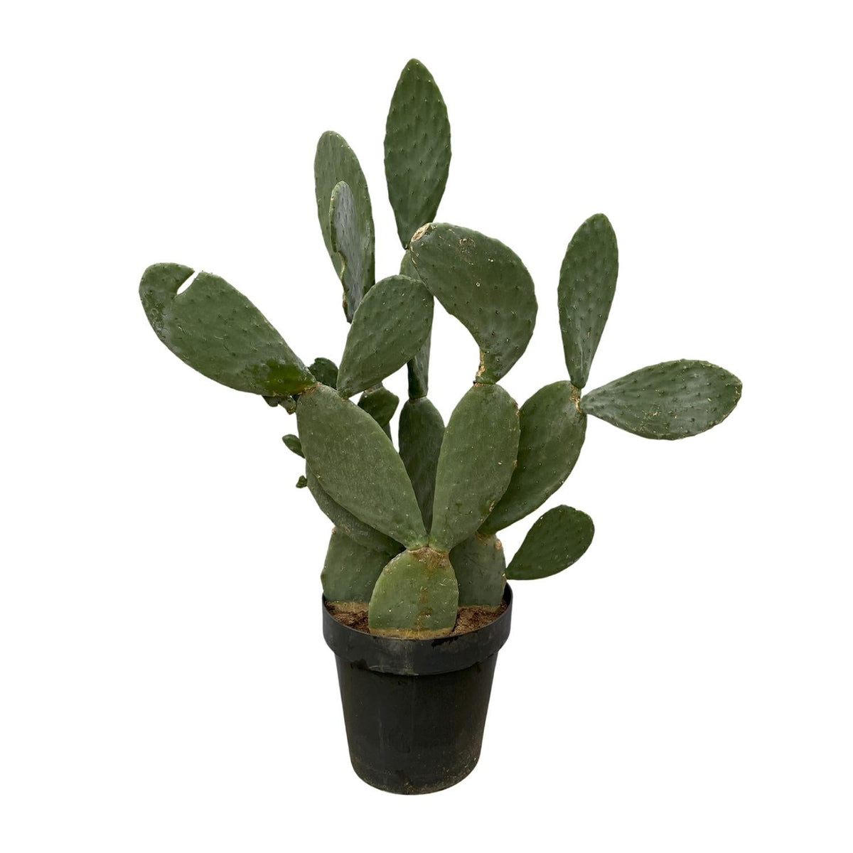 Opuntia Ficus Indica - 120 cm - Forestbloom