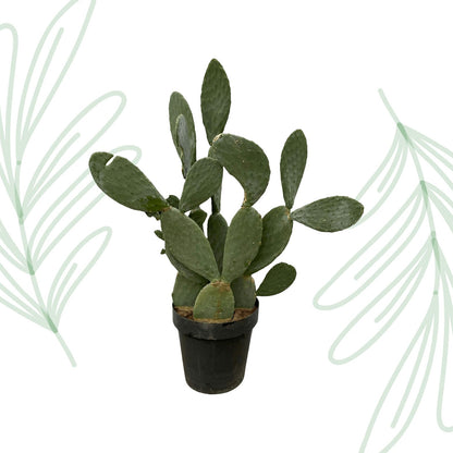 Opuntia Ficus Indica - 120 cm - Forestbloom