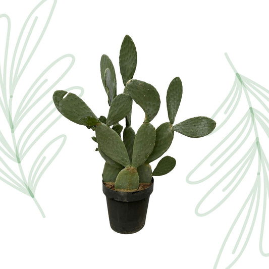 Opuntia Ficus Indica - 120 cm - Forestbloom