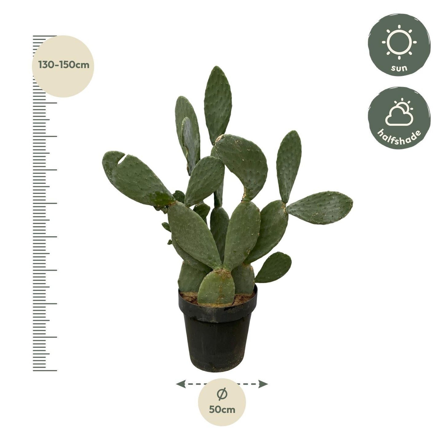 Opuntia Ficus Indica - 120 cm - Forestbloom