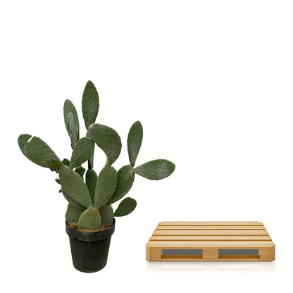 Opuntia Ficus Indica - 120 cm - Forestbloom