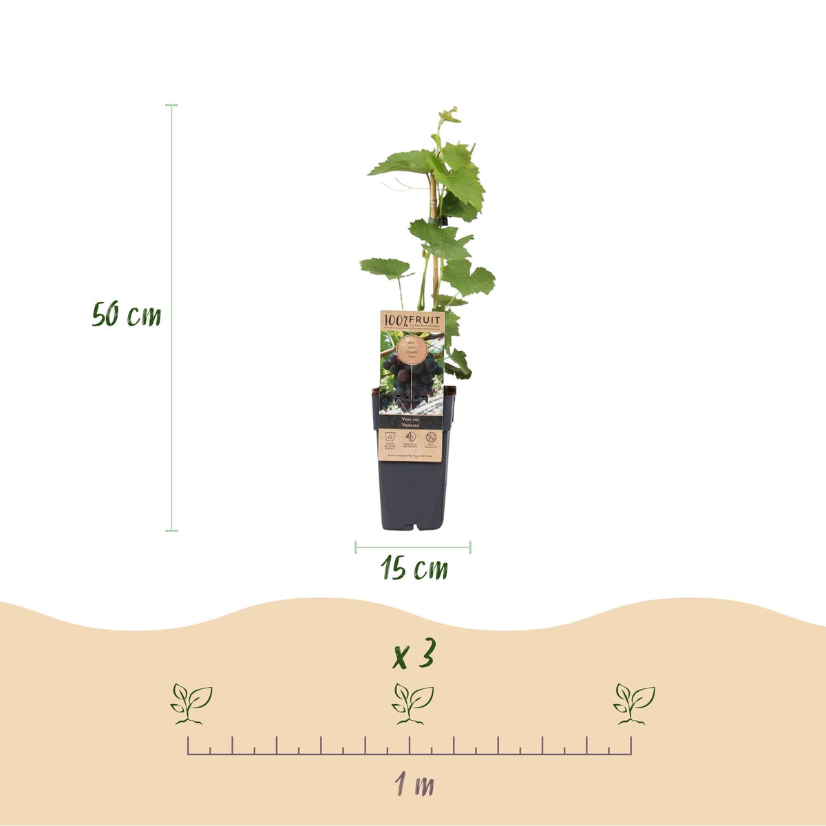 Paarse Druif - Vitis vinifera Vanessa - Pitloos - 2 planten - Forestbloom