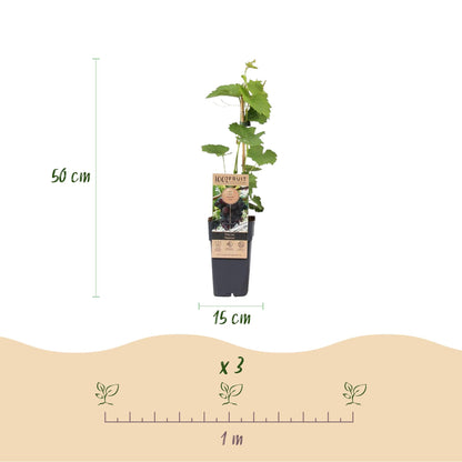 Paarse Druif - Vitis vinifera Vanessa - Pitloos - 2 planten - Forestbloom