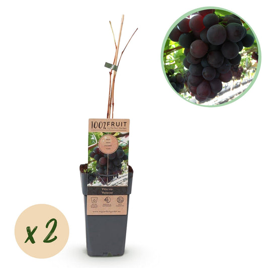 Paarse Druif - Vitis vinifera Vanessa - Pitloos - 2 planten - Forestbloom