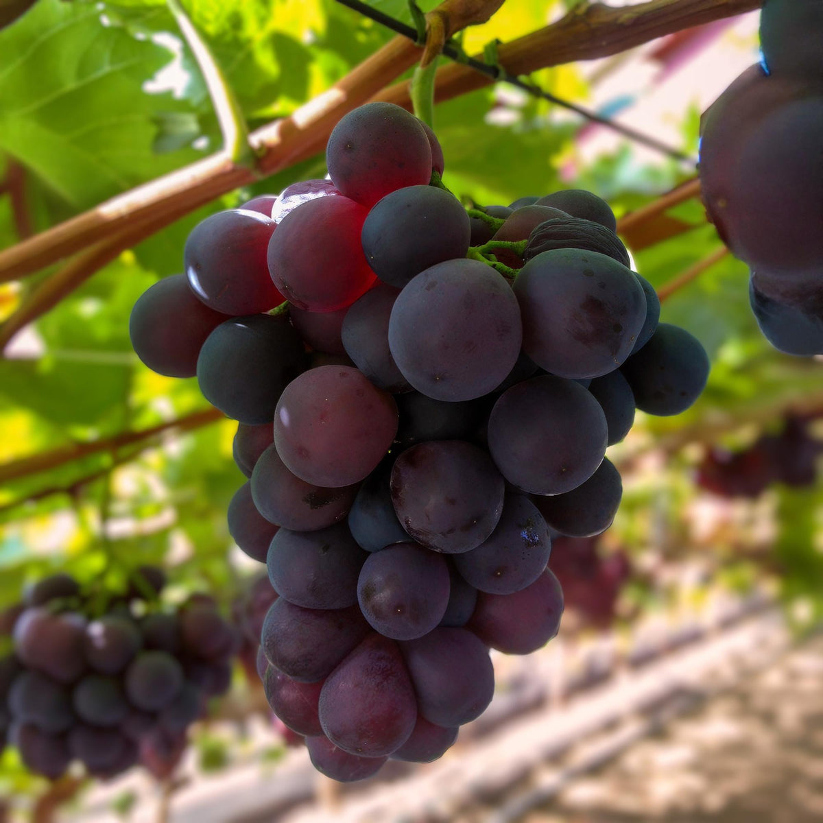 Paarse Druif - Vitis vinifera Vanessa - Pitloos - 2 planten - Forestbloom
