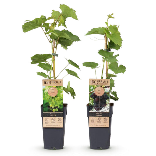 Paarse & Witte Druif - Vitis vinifera Vanessa & Himrod - Pitloos - 2 planten - Forestbloom