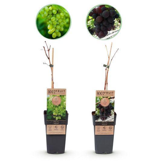 Paarse & Witte Druif - Vitis vinifera Vanessa & Himrod - Pitloos - 2 planten - Forestbloom
