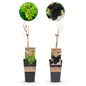Paarse & Witte Druif - Vitis vinifera Vanessa & Himrod - Pitloos - 2 planten - Forestbloom