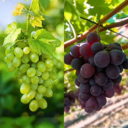 Paarse & Witte Druif - Vitis vinifera Vanessa & Himrod - Pitloos - 2 planten - Forestbloom