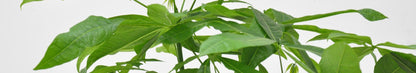 Pachira Aquatica - 150 cm - Forestbloom