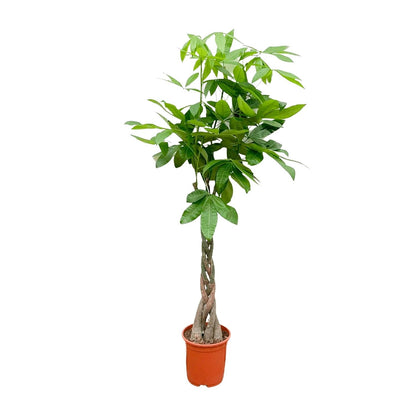 Pachira Aquatica - 150 cm - Forestbloom