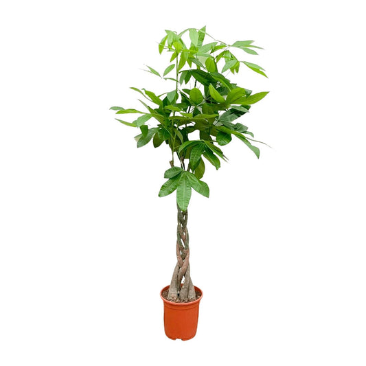 Pachira Aquatica - 150 cm - Forestbloom