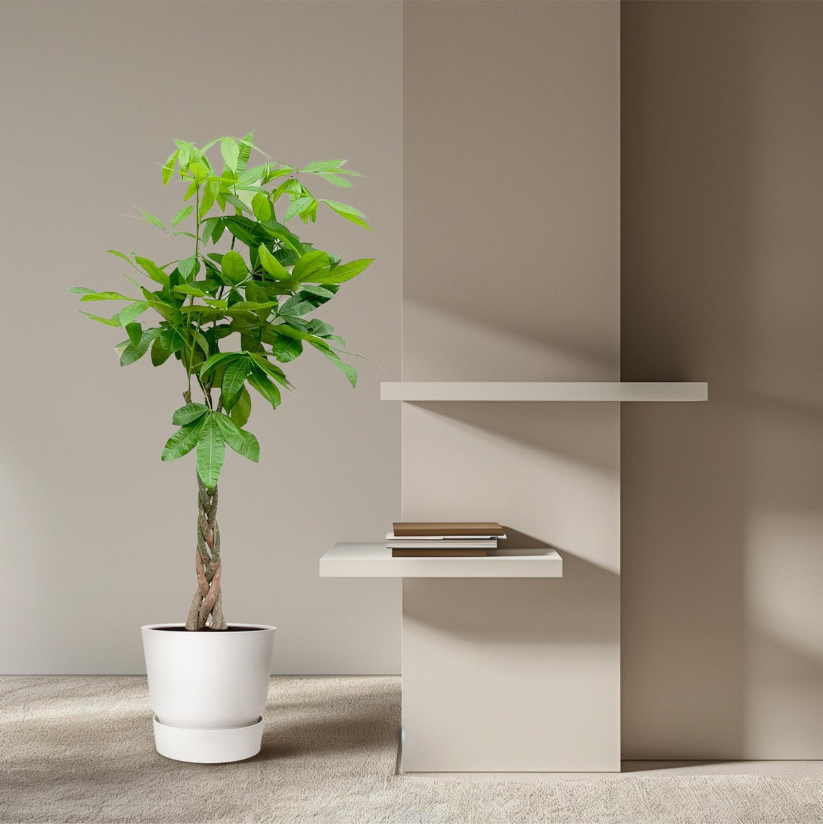 Pachira Aquatica - 150 cm - Forestbloom