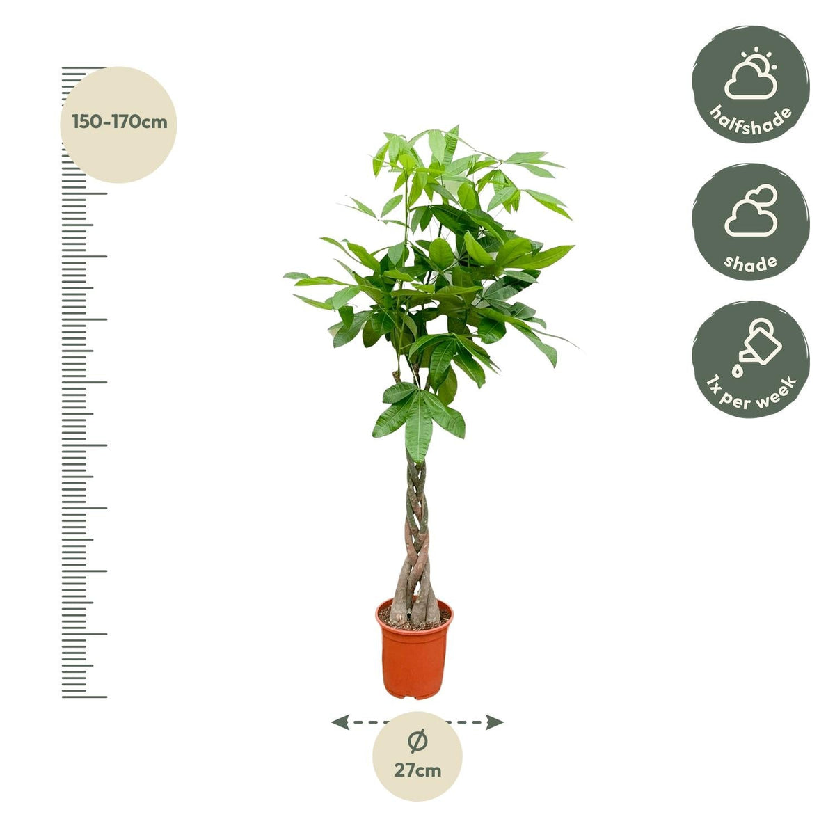 Pachira Aquatica - 150 cm - Forestbloom