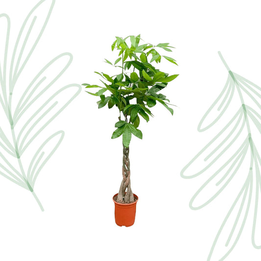 Pachira Aquatica - 150 cm - Forestbloom