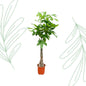 Pachira Aquatica - 150 cm - Forestbloom