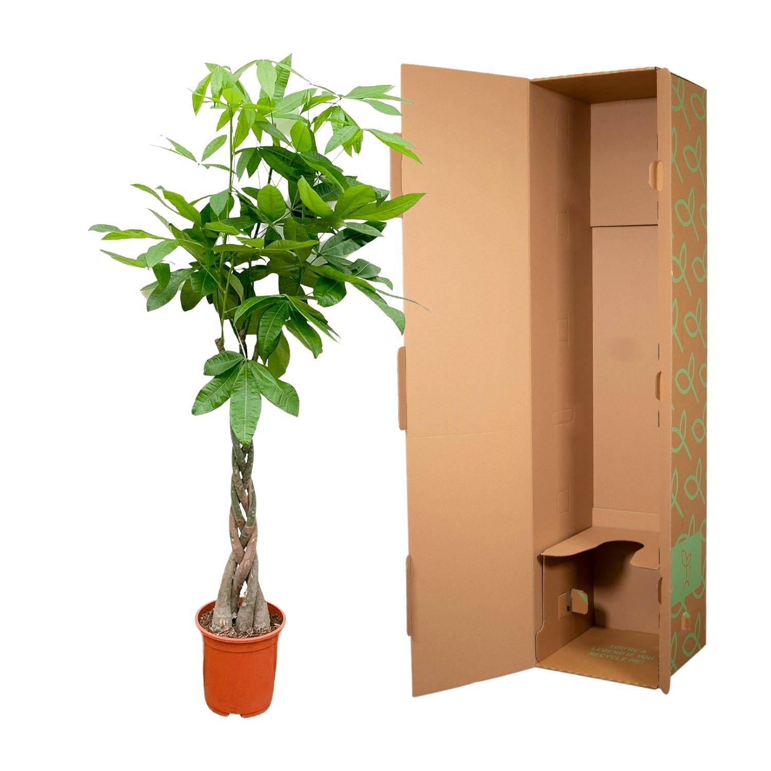 Pachira Aquatica - 150 cm - Forestbloom