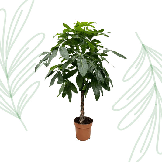 Pachira Aquatica - 170 cm - Forestbloom