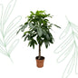 Pachira Aquatica - 170 cm - Forestbloom