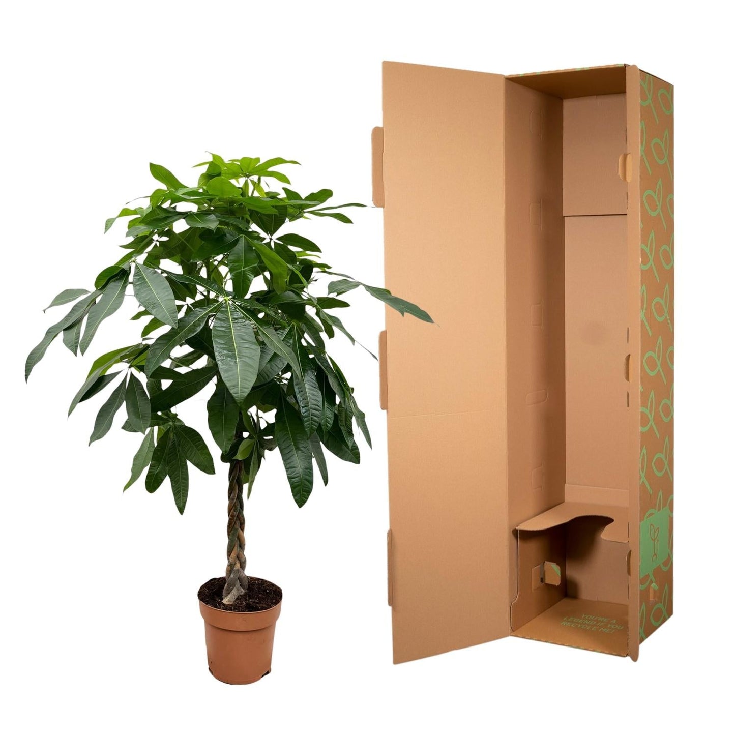 Pachira Aquatica - 170 cm - Forestbloom