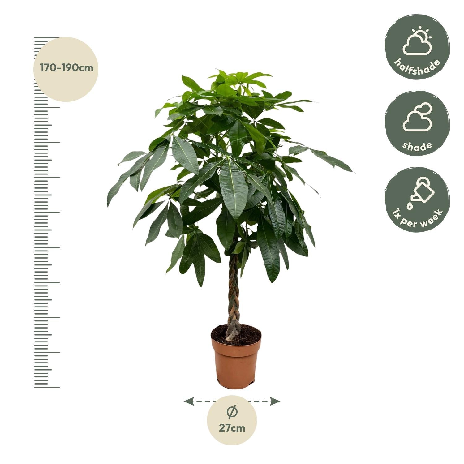 Pachira Aquatica - 170 cm - Forestbloom