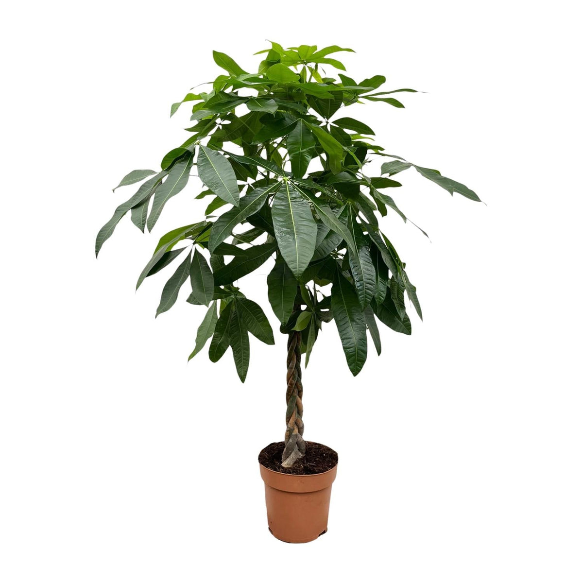 Pachira Aquatica - 170 cm - Forestbloom