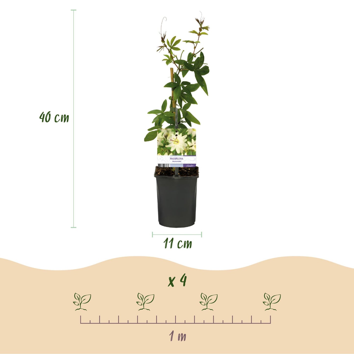 Passiebloem - Passiflora Avalanche - Weinig onderhoud - 2 planten - Forestbloom