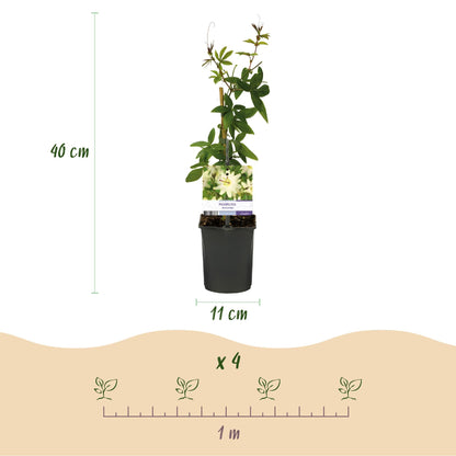 Passiebloem - Passiflora Avalanche - Weinig onderhoud - 2 planten - Forestbloom