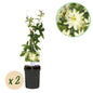 Passiebloem - Passiflora Avalanche - Weinig onderhoud - 2 planten - Forestbloom