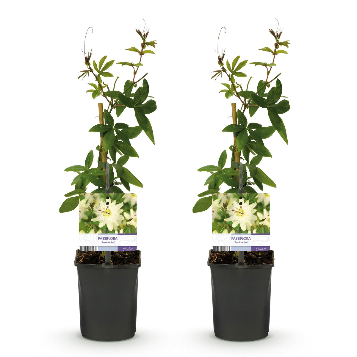 Passiebloem - Passiflora Avalanche - Weinig onderhoud - 2 planten - Forestbloom