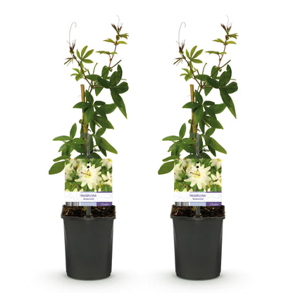 Passiebloem - Passiflora Avalanche - Weinig onderhoud - 2 planten - Forestbloom